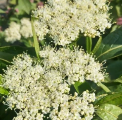 Amerikanischer Schneeball `Brandywine´ Viburnum Nudum `Brandywine´ -Pflanzenhof Geschaft Brandywine bl te