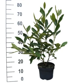 Amerikanischer Schneeball `Brandywine´ Viburnum Nudum `Brandywine´ -Pflanzenhof Geschaft Brandywine weiss