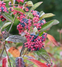 Amerikanischer Schneeball `Brandywine´ Viburnum Nudum `Brandywine´