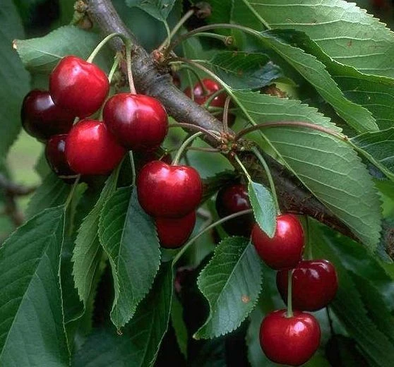 Burlat Prunus Avium `Burlat´ 1 Burlat Prunus Avium `Burlat´