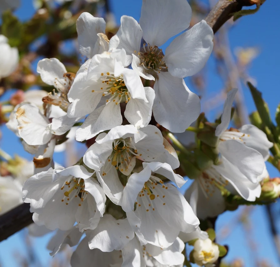 Burlat Prunus Avium `Burlat´ 2 Burlat Prunus Avium `Burlat´ – Bild 2