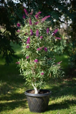 Säulen-Sommerflieder `Butterfly Tower´ Buddleja Davidii `Butterfly Tower´ -Pflanzenhof Geschaft Butterfly Tower Kordes Jungpflanzen2