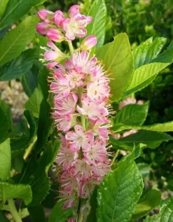 Zimterle - Clethra Clethra Alnifolia -Pflanzenhof Geschaft CLethra 1