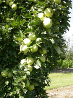 Zwergapfel `Cactus´ Malus Domestica `Cactus´ 7 Zwergapfel `Cactus´ Malus Domestica `Cactus´ -Pflanzenhof Geschaft Cactus 1