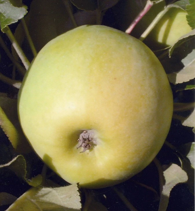 Zwergapfel `Cactus´ Malus Domestica `Cactus´ 1 Zwergapfel `Cactus´ Malus Domestica `Cactus´