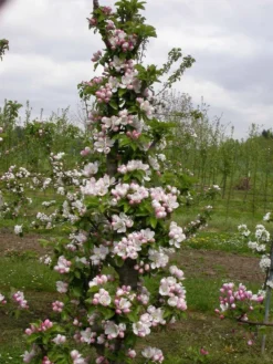 Zwergapfel `Cactus´ Malus Domestica `Cactus´ 6 Zwergapfel `Cactus´ Malus Domestica `Cactus´ -Pflanzenhof Geschaft Cactus2