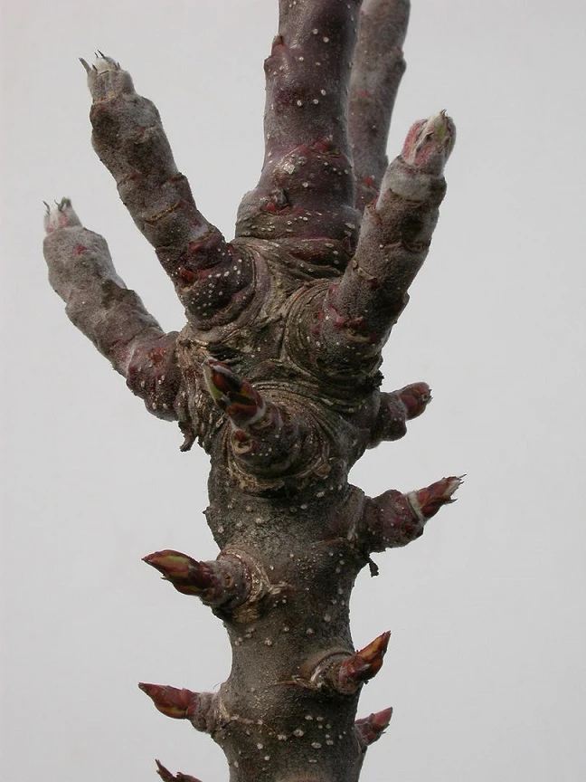 Zwergapfel `Cactus´ Malus Domestica `Cactus´ 2 Zwergapfel `Cactus´ Malus Domestica `Cactus´ – Bild 2