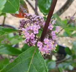 Schönfrucht, Liebesperlenstrauch Callicarpa Bodinieri `Profusion´ 6 Schönfrucht, Liebesperlenstrauch Callicarpa Bodinieri `Profusion´ -Pflanzenhof Geschaft Callicarpa Sch nfrucht Bl te
