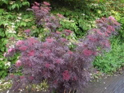 Holunder `Cherry Lace´ Sambucus Nigra `Cherry Lace´ -Pflanzenhof Geschaft Cherry LAce3