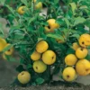 Nordische Zitrone, Zierquitte `Cido´ Chaenomeles Japonica `Cido´