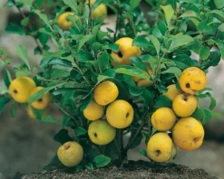 Nordische Zitrone, Zierquitte `Cido´ Chaenomeles Japonica `Cido´