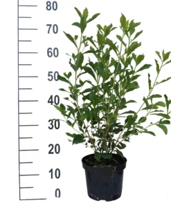 Zimterle - Clethra Clethra Alnifolia -Pflanzenhof Geschaft Clethra Ruby Spice