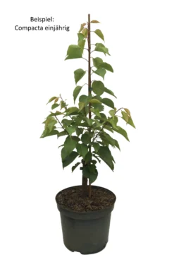 Kompakt Wachsende Aprikose `CompactaⓇ´ Prunus Armeniaca `Compacta´ -Pflanzenhof Geschaft Compacta weiss Text scaled