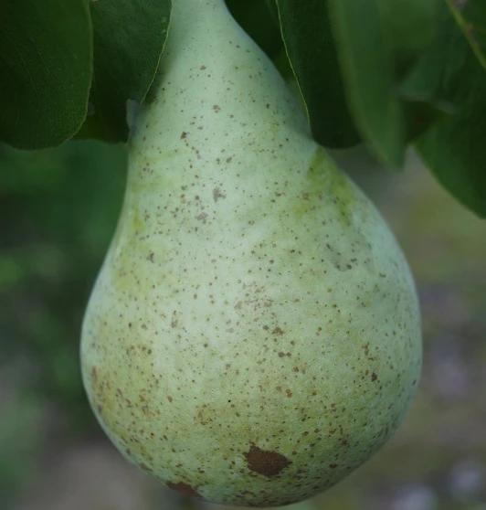 Zwergbirne `Little Sweety´ Pyrus Communis `Little Sweety´ 1 Zwergbirne `Little Sweety´ Pyrus Communis `Little Sweety´