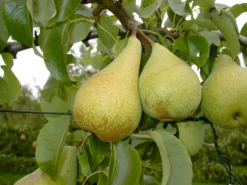 Condo Pyrus Communis `Condo´ -Pflanzenhof Geschaft Condo 3