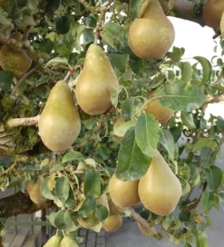 Conference Pyrus Communis `Conference -Pflanzenhof Geschaft Conference Birne