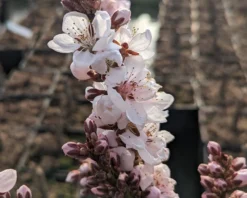 Zwergpfirsich `Crimson Bonfire´ Prunus Persica `Crimson Bonfire´ -Pflanzenhof Geschaft Crimson Bonfire