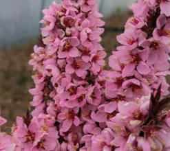 Titelseite -Pflanzenhof Geschaft Crimson Bonfire bl te