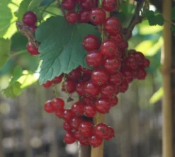 Rolan Ribes Rubrum `Rolan´ -Pflanzenhof Geschaft DSC01666