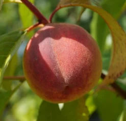 Pfirsich Red Haven Prunus Persica `Red Haven´ -Pflanzenhof Geschaft DSC01689