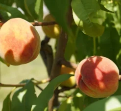 Pfirsich Red Haven Prunus Persica `Red Haven´ -Pflanzenhof Geschaft DSC01694