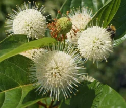 Knopfbusch Cephalanthus Occidentalis -Pflanzenhof Geschaft DSC01733