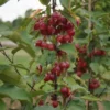 Säulenzierapfel "Red Obelisk" Malus `Red Obelisk´
