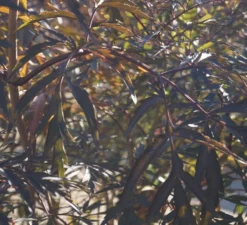 Holunder Black Lace ® Sambucus Nigra `Black Lace´ -Pflanzenhof Geschaft DSC01980