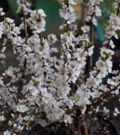 Nankingkirsche `Orient´ Prunus Tomentosa Orient -Pflanzenhof Geschaft DSC02034