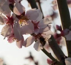 Dürkheimer Krachmandel Prunus Dulcis `Dürkheimer Krachmandel´ -Pflanzenhof Geschaft DSC02038