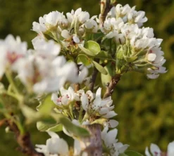 Säulenbirne `Condo´ Pyrus Communis `Condo´ -Pflanzenhof Geschaft DSC02068