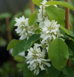Saskatoon Berry Amelanchier Alnifolia `Saskatoon Berry´ -Pflanzenhof Geschaft DSC02071