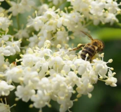 Holunder Haschberg Sambucus Nigra `Haschberg´ -Pflanzenhof Geschaft DSC02737
