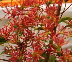 Sieben-Söhne-des-Himmels-Strauch Heptacodium Miconioides -Pflanzenhof Geschaft DSC02842