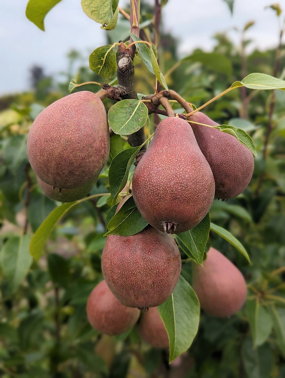 Säulenbirne `Decora´ Pyrus Communis `Decora´ 4 Säulenbirne `Decora´ Pyrus Communis `Decora´ – Bild 4