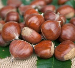 Esskastanie `Doré De Lyon´ Halbstamm Castanea Sativa `Dore De Lyon´