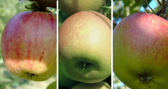 Drei-Sorten-Apfelbaum (Gravensteiner, Goldparmäne, Kaiser Wilhelm) Malus Domestica 1 Drei-Sorten-Apfelbaum (Gravensteiner, Goldparmäne, Kaiser Wilhelm) Malus Domestica