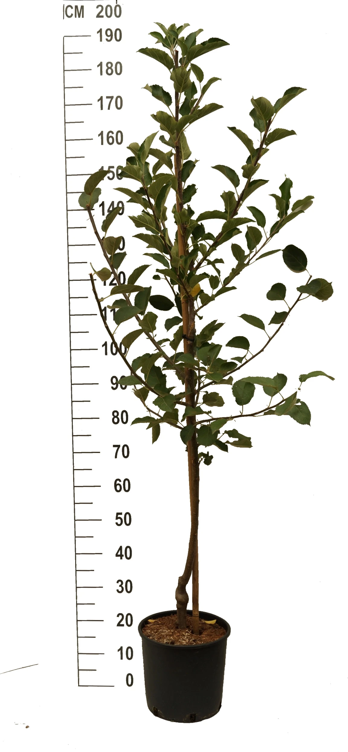 Duo-Apfel, Topaz & Pinova 150-175cm Malus Domestica 2 Duo-Apfel, Topaz & Pinova 150-175cm Malus Domestica – Bild 2