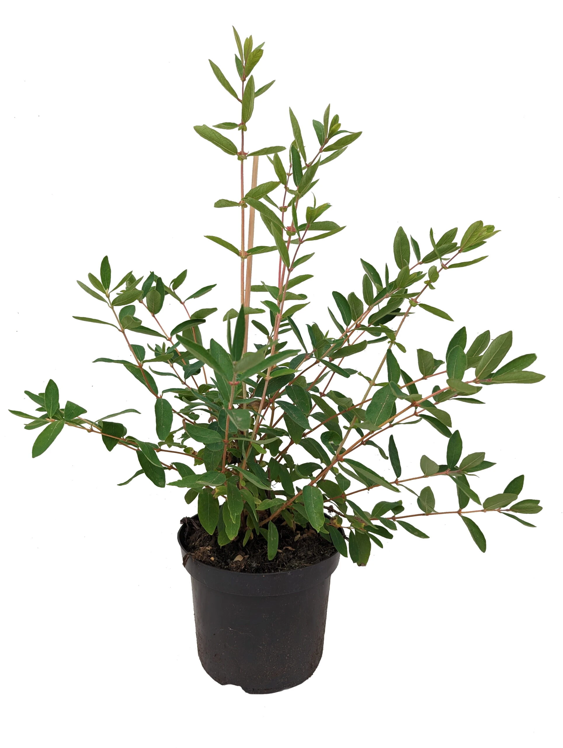 Sibirische Blaubeere `Eisbär´ Lonicera Kamtschatica `Eisbär´ 3 Sibirische Blaubeere `Eisbär´ Lonicera Kamtschatica `Eisbär´ – Bild 3