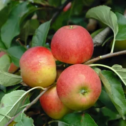 Elstar ® Malus Domestica -Pflanzenhof Geschaft Elstar