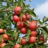 Elstar ® Malus Domestica