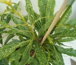 Esskastanie `Asplenifolia´ Castanea Sativa `Asplenifolia´ 5 Esskastanie `Asplenifolia´ Castanea Sativa `Asplenifolia´ -Pflanzenhof Geschaft Esskastanie Asplenifolia1