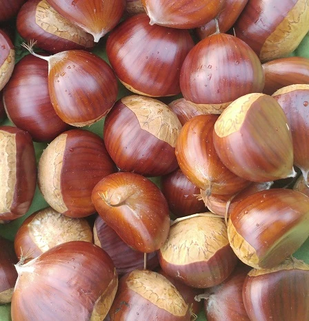 Duo-Esskastanie, Belle Epine & Bouche De Betizac Castanea Sativa 3 Duo-Esskastanie, Belle Epine & Bouche De Betizac Castanea Sativa – Bild 3