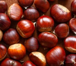 Esskastanie / Marone / Edelkastanie Castanea Sativa