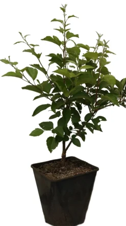 Zierapfel `Evereste´ Malus -Pflanzenhof Geschaft Evereste