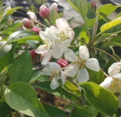 Zierapfel `Evereste´ Malus -Pflanzenhof Geschaft Evereste1