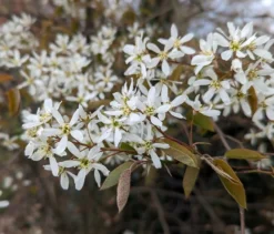 Prince William-Großfruchtige Felsenbirne Amelanchier `Prince William´ -Pflanzenhof Geschaft Felsenbirne Bl te