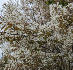 Prince William-Großfruchtige Felsenbirne Amelanchier `Prince William´ -Pflanzenhof Geschaft Felsenbirne Bl te 3