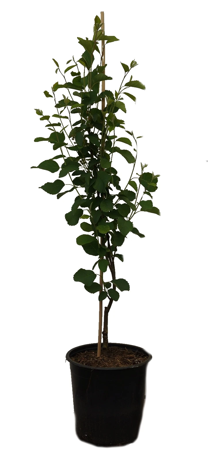 Aufrecht Wachsende Felsenbirne `Obelisk´ Amelanchier Alnifolia `Obelisk´ 2 Aufrecht Wachsende Felsenbirne `Obelisk´ Amelanchier Alnifolia `Obelisk´ – Bild 2