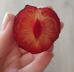 Großfrüchtige Kirschpflaume `Fenja´ Prunus Cerasifera `Fenja´ 8 Großfrüchtige Kirschpflaume `Fenja´ Prunus Cerasifera `Fenja´ -Pflanzenhof Geschaft Fenja 1